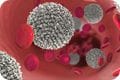 What controls blood vessels integrity in the brain What controls blood vessels integrity in the brain